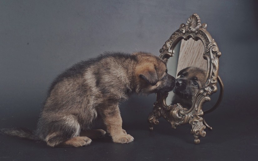 Dogs_Puppy_Shepherd_447013