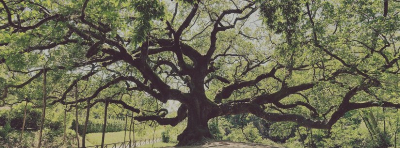 csm_quercia-di-pinocchio_c7e506f41d