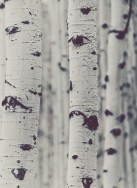 patrick-hendry-431197+copy-birch