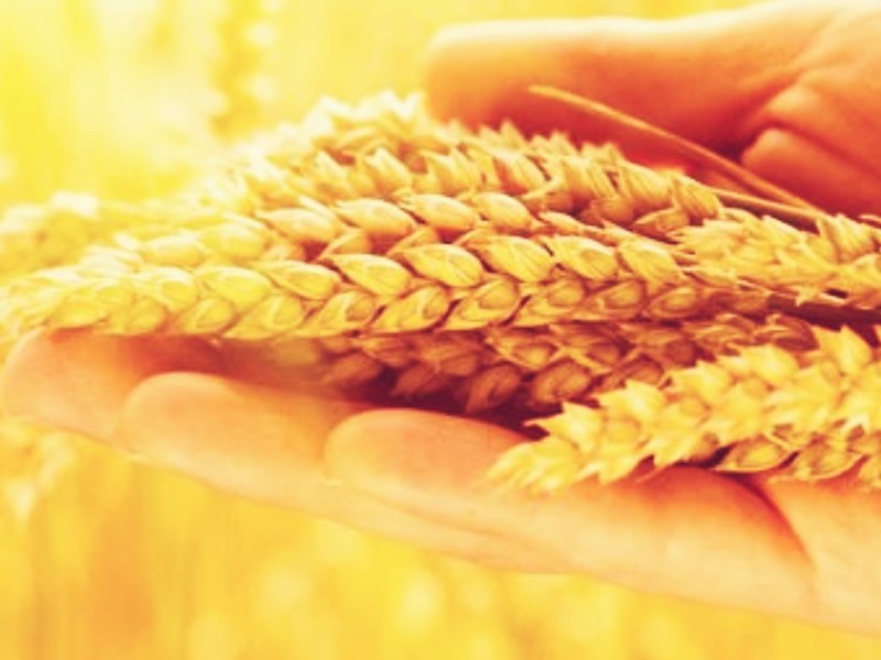 Lughnasadh/Lammas – L’Insegnamento del&nbsp;Raccolto